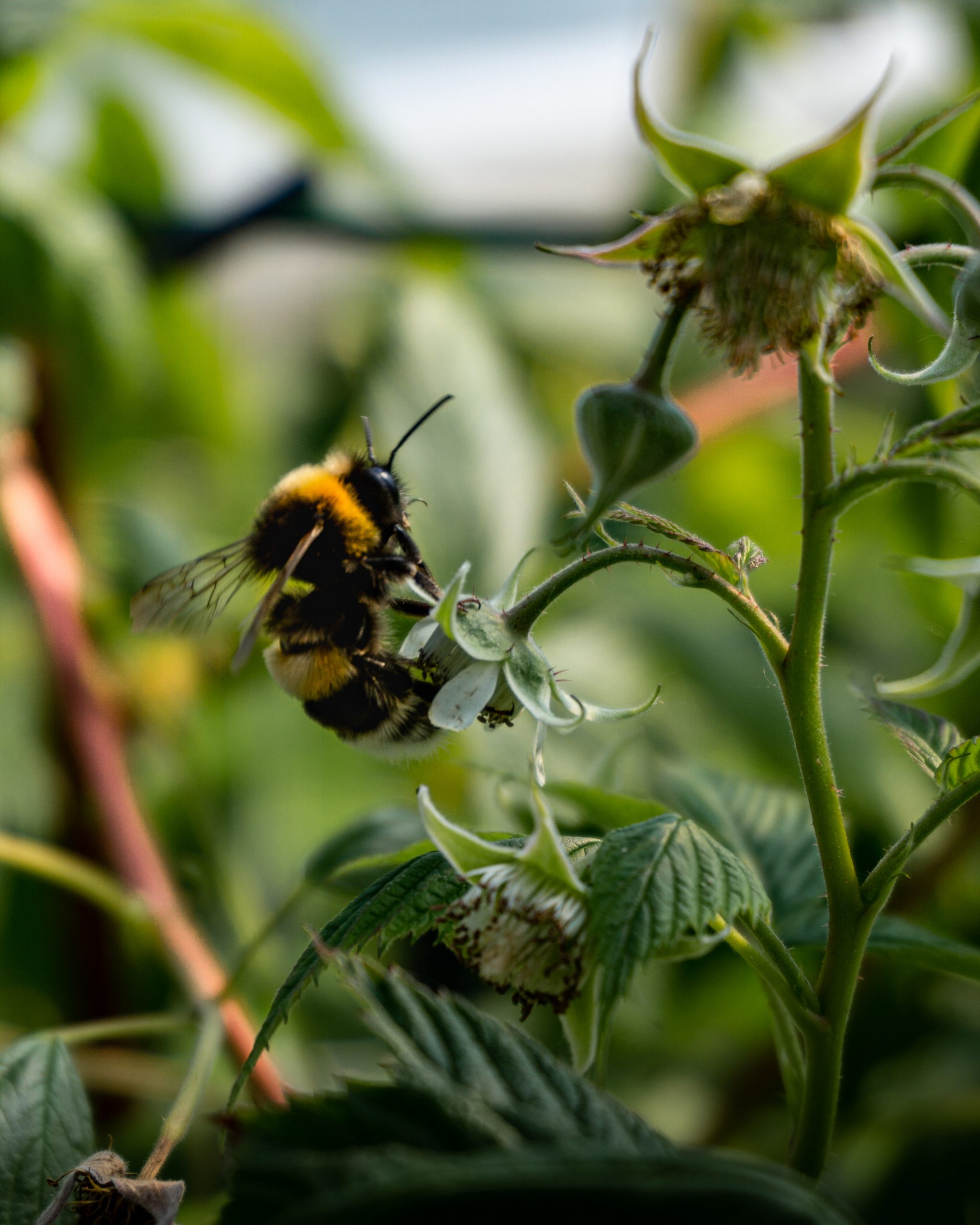 Biodiversiteit in de tuin