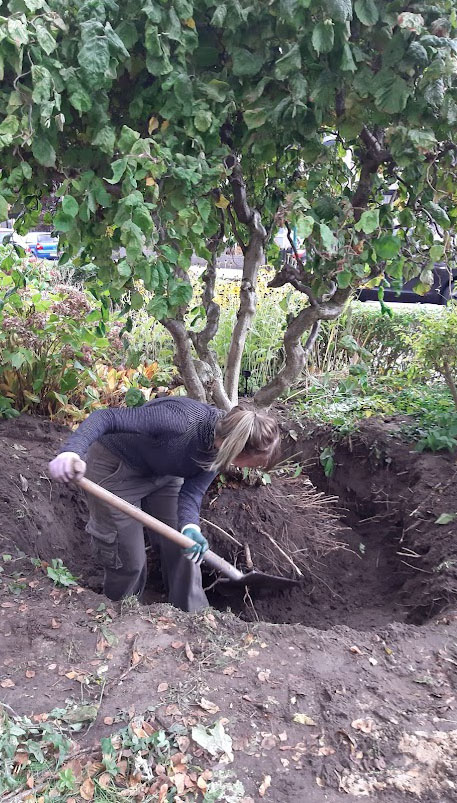 boom verplanten